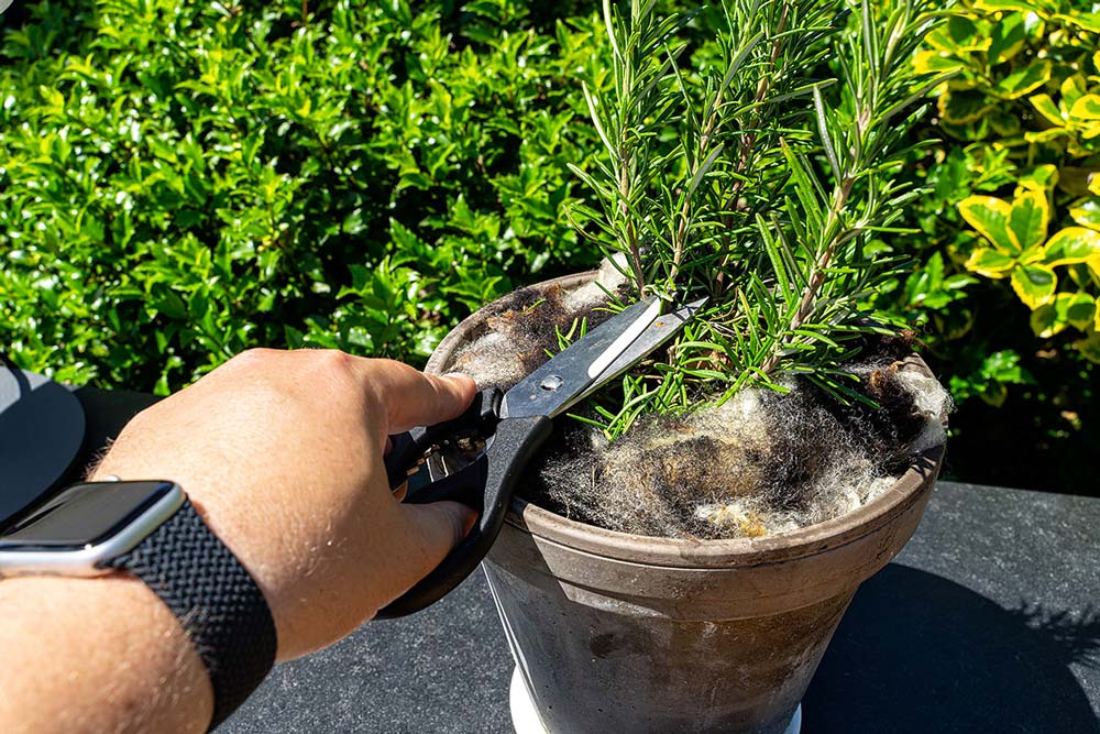 Wir nehmen ein paar frische Zweige Rosmarin.